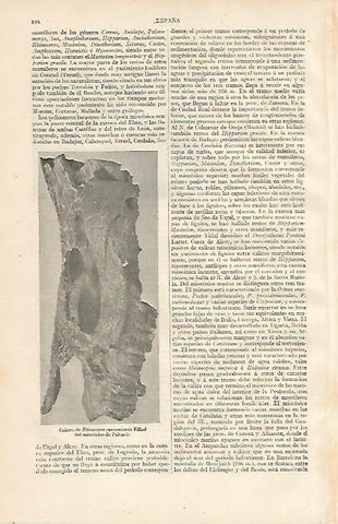 LAMINA ESPASA 10061: Craneo de Rhinoceros sansaniensis (Palencia)
