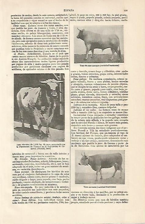 LAMINA ESPASA 10089: Toro baztanes toro vizcaino y vaca navarra