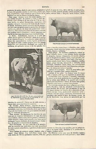 LAMINA ESPASA 10089: Toro baztanes toro vizcaino y vaca navarra