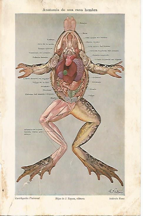 LAMINA ESPASA 5048: Anatomia de una rana hembra