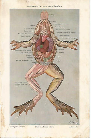 LAMINA ESPASA 5048: Anatomia de una rana hembra