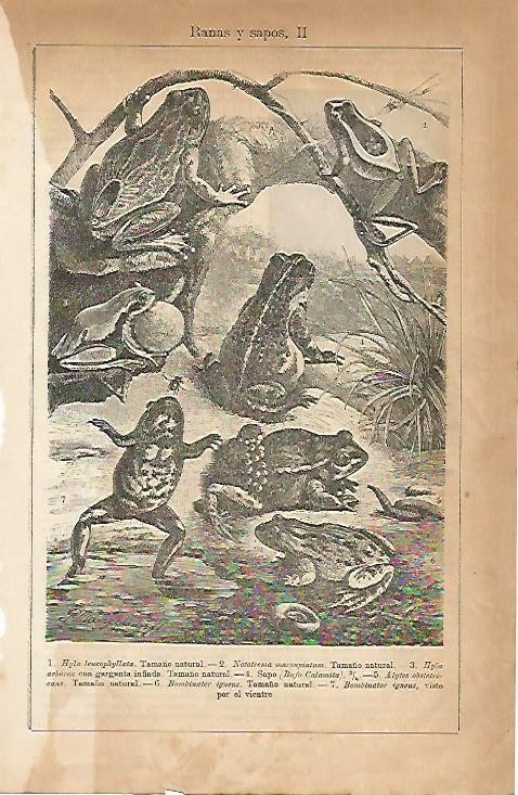 LAMINA ESPASA 5049: Ranas y sapos