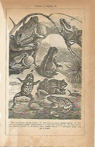 LAMINA ESPASA 5049: Ranas y sapos