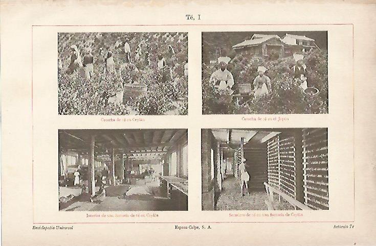 LAMINA ESPASA 5797: Produccion de te en Ceylan(Sri Lanka)  y Japon 
