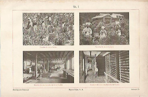 LAMINA ESPASA 5797: Produccion de te en Ceylan(Sri Lanka)  y Japon 