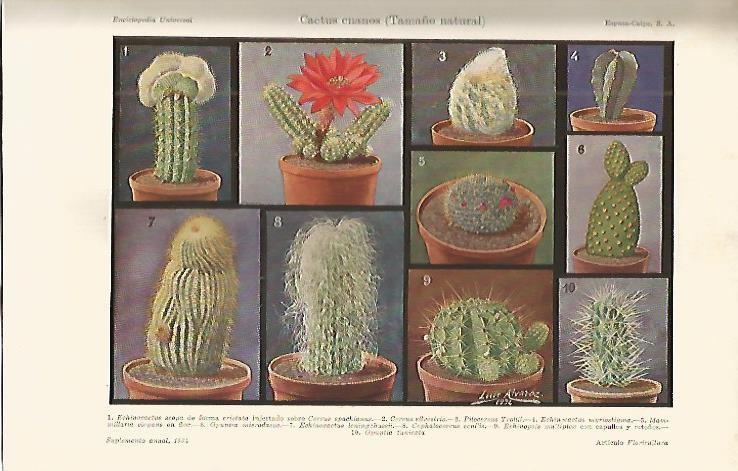 LAMINA DE ESPASA 321: Cactus enanos