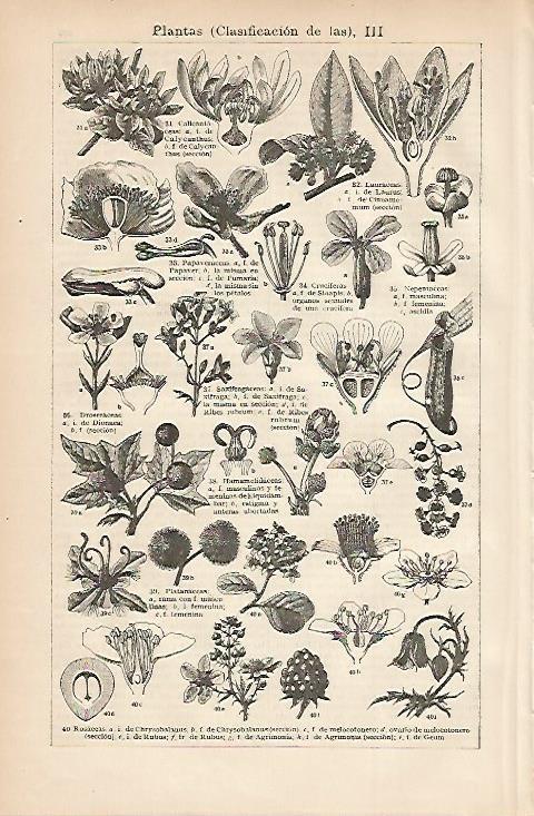 LAMINA ESPASA 3272: Clasificacion de las plantas III