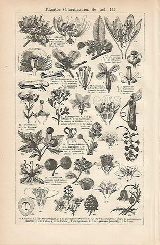 LAMINA ESPASA 3272: Clasificacion de las plantas III