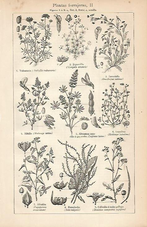 LAMINA ESPASA 3430: Plantas forrajeras II