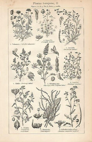 LAMINA ESPASA 3430: Plantas forrajeras II