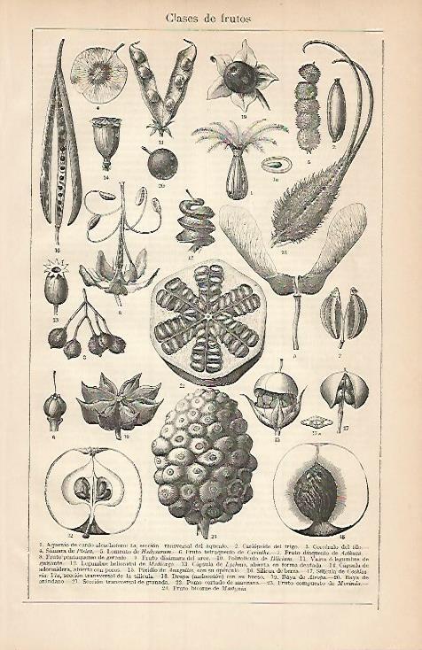 LAMINA ESPASA 3538: Clases de frutos