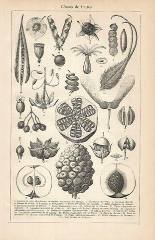 LAMINA ESPASA 3538: Clases de frutos