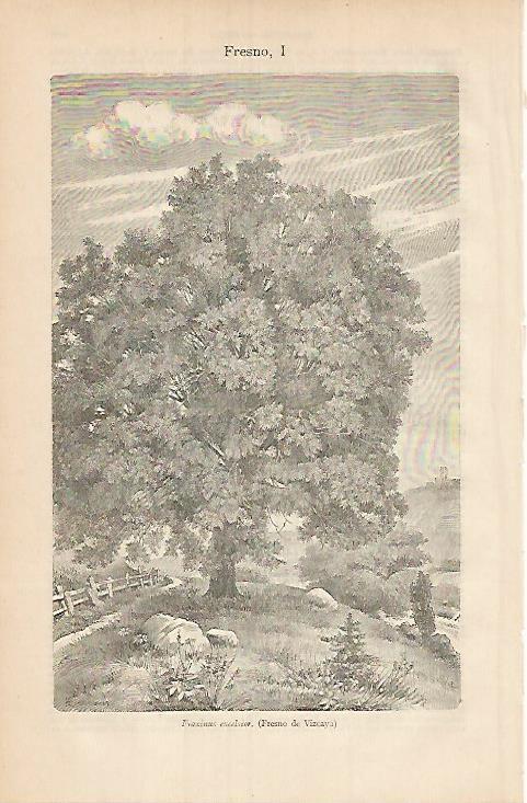 LAMINA ESPASA 3518: Fraxinus excelsior o fresno de Vizcaya