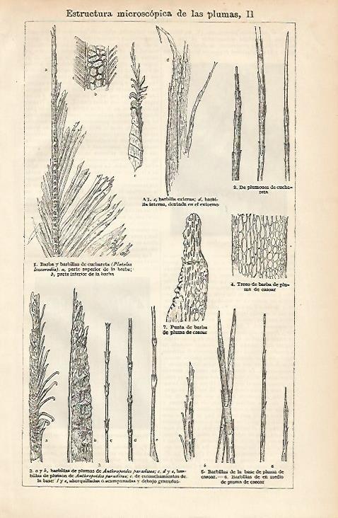 LAMINA ESPASA 3306: Estructura microscopica de las plumas II