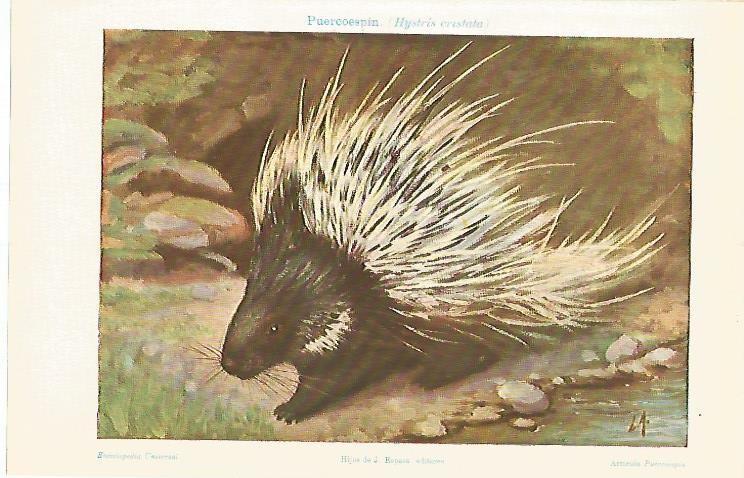 LAMINA ESPASA 3735: Puercoespin o Hystris cristata