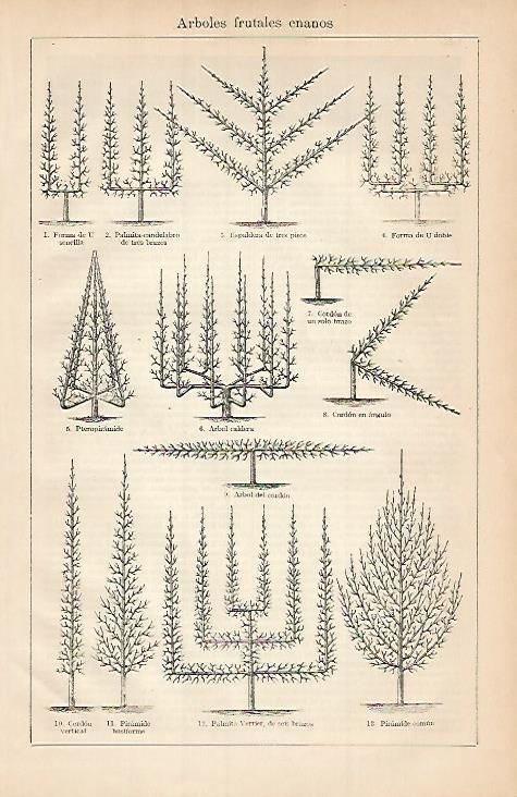 LAMINA ESPASA 3537: Arboles frutales enanos