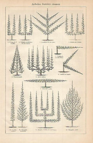 LAMINA ESPASA 3537: Arboles frutales enanos
