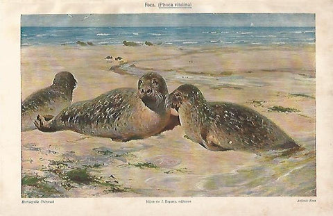 LAMINA ESPASA 3394: Phoca vitulina