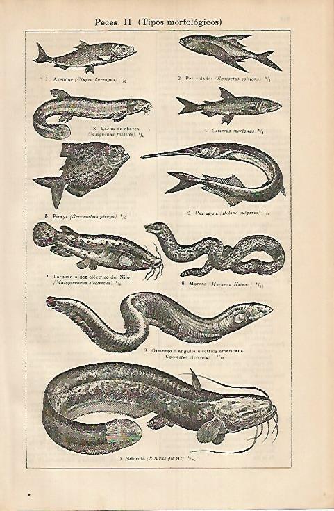 LAMINA DE ESPASA 388: Tipos morfologicos de peces II