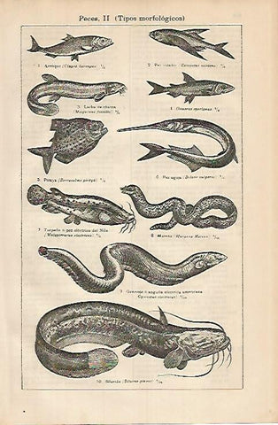 LAMINA DE ESPASA 388: Tipos morfologicos de peces II