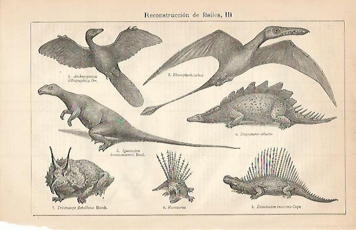 LAMINA ESPASA 3443: Tipos de dinosaurios