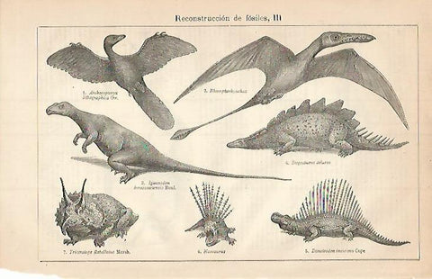 LAMINA ESPASA 3443: Tipos de dinosaurios