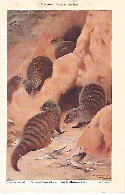 LAMINA ESPASA 3959: Mangosta o Herpestes fasciatus