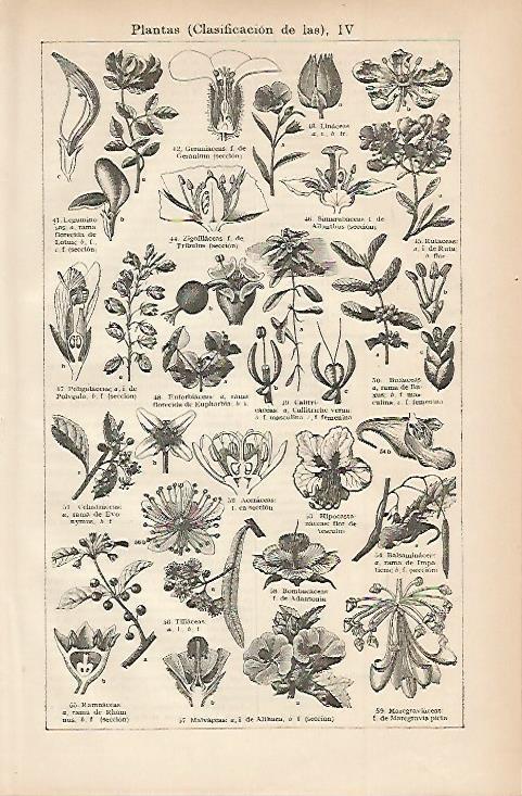 LAMINA ESPASA 3273: Clasificacion de las plantas IV