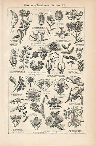 LAMINA ESPASA 3273: Clasificacion de las plantas IV