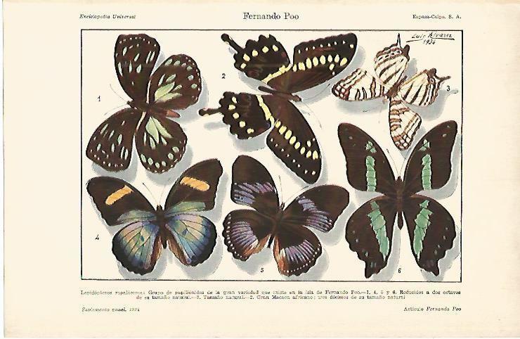 LAMINA DE ESPASA 355: Fernando Poo Lepidopteros ropalaceros