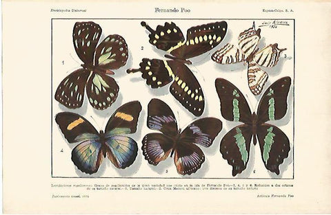 LAMINA DE ESPASA 355: Fernando Poo Lepidopteros ropalaceros