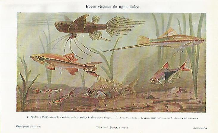 LAMINA DE ESPASA 386: Peces vistosos de agua dulce