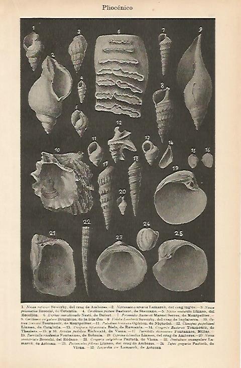 LAMINA ESPASA 3302: Pliocenico