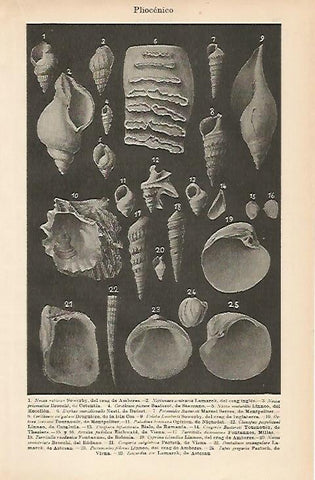 LAMINA ESPASA 3302: Pliocenico