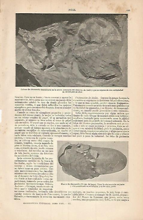LAMINA ESPASA 3440: Craneo de dinosaurio del desierto de Gobi