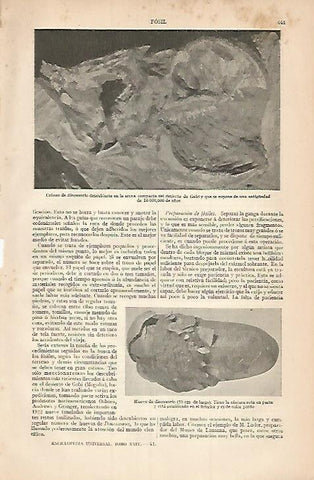 LAMINA ESPASA 3440: Craneo de dinosaurio del desierto de Gobi