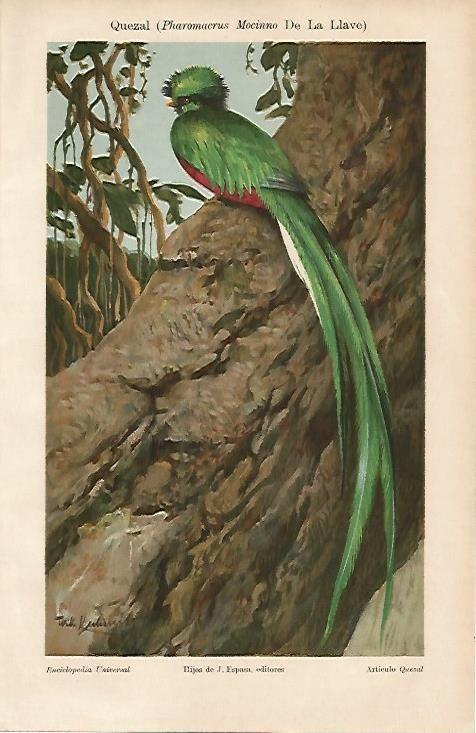 LAMINA ESPASA 3821: Quezal o Pharomacrus Mocino