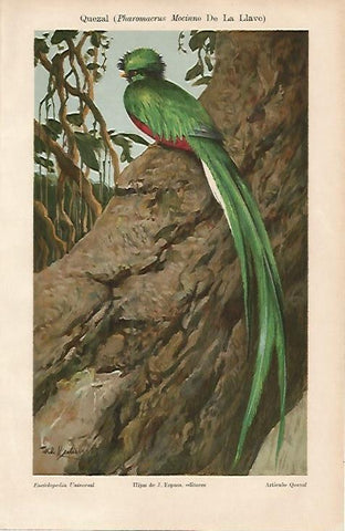 LAMINA ESPASA 3821: Quezal o Pharomacrus Mocino