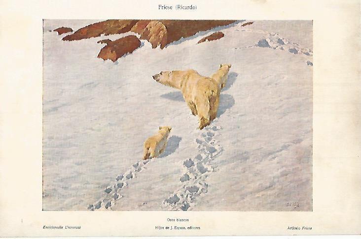 LAMINA ESPASA 3525: Osos blancos por R. Friese