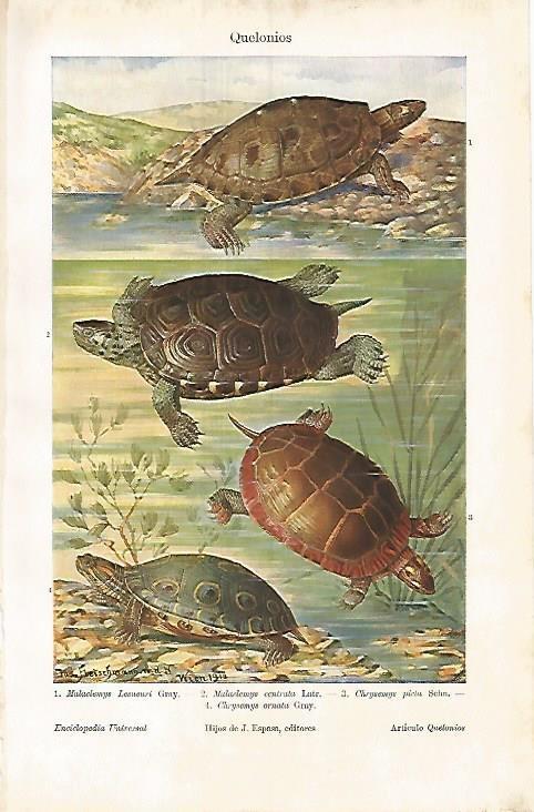 LAMINA ESPASA 3809: Tortugas
