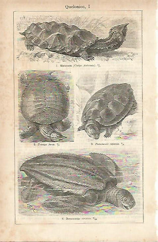 LAMINA ESPASA 3810: Tipos de tortugas