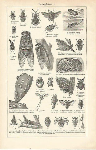 LAMINA ESPASA 21622: Hemipteros