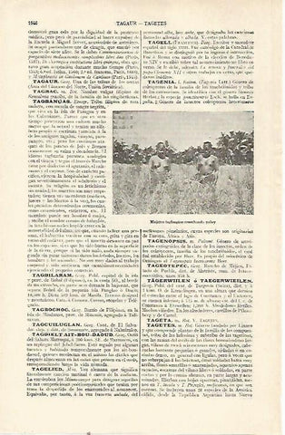 LAMINA ESPASA 22855: Mujeres tagnbanuas