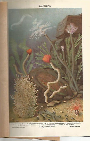 LAMINA ESPASA 6975: Especies de anelidos