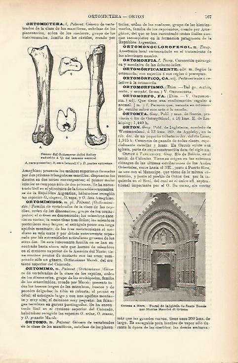 LAMINA ESPASA 7681: Femur del Orthomerus dolloi Selley