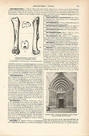 LAMINA ESPASA 7681: Femur del Orthomerus dolloi Selley