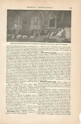 LAMINA ESPASA 5102: Recepcion del embajador de Siam por Gerome