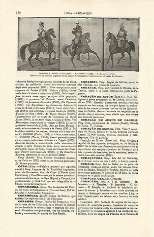 LAMINA ESPASA 14915: Coraceros