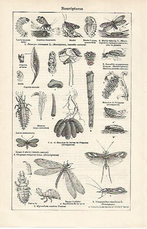 LAMINA ESPASA 20123: Neuropteros
