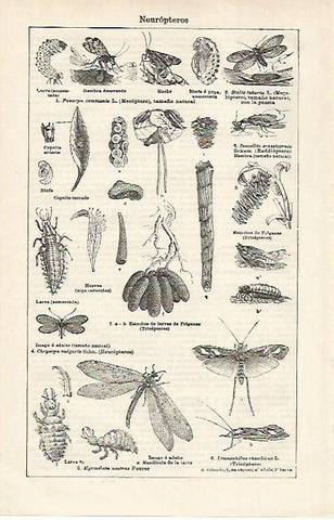 LAMINA ESPASA 20123: Neuropteros